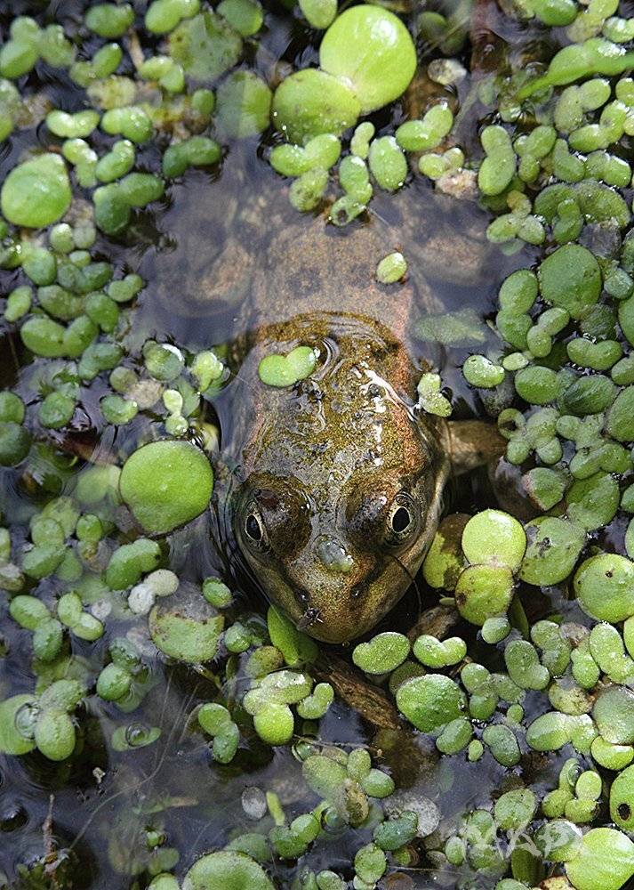 , Шангареев Марс