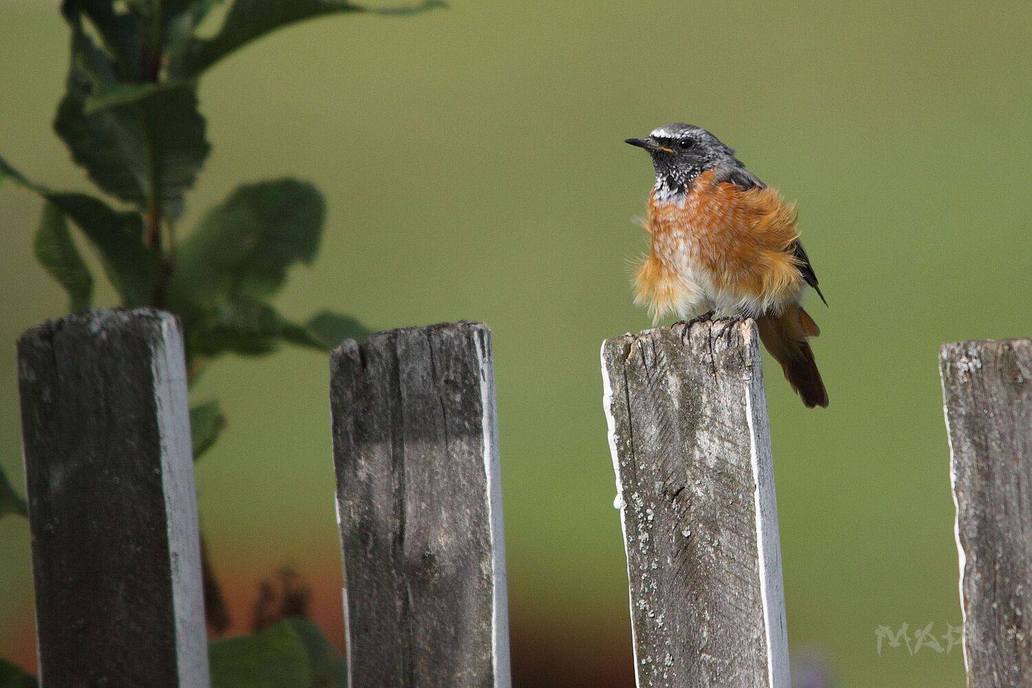 , Шангареев Марс
