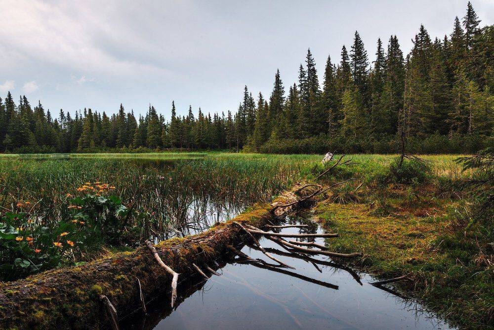 , Ярослав Тюрменко (Jaremi)