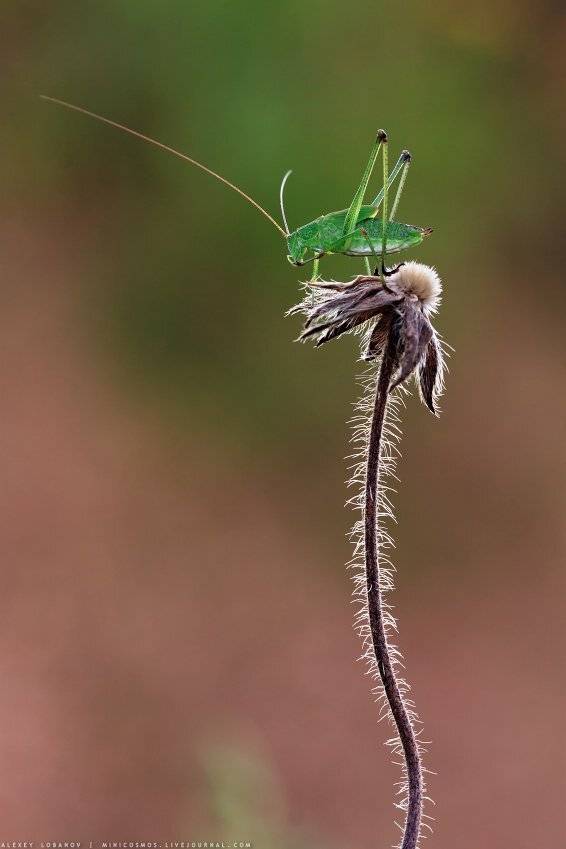 , Алексей Лобанов