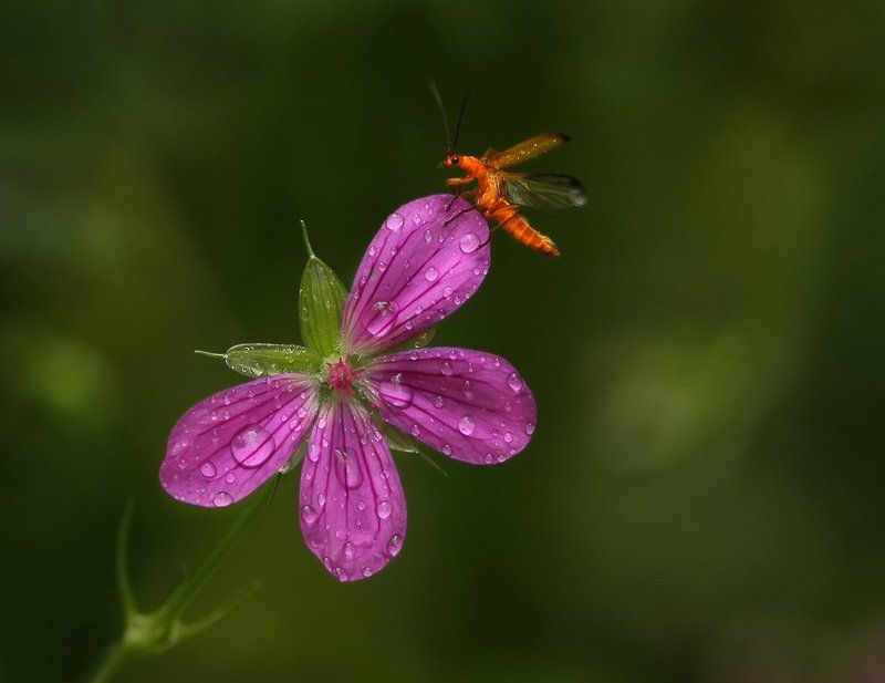 Однажды, после дождичка ... фото превью
