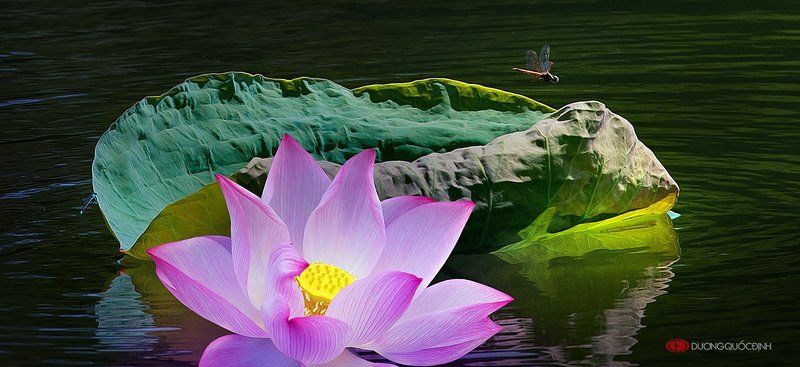 lotus фото превью