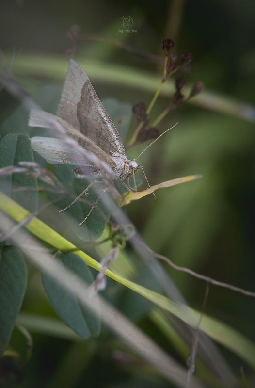 pale beauty фото превью