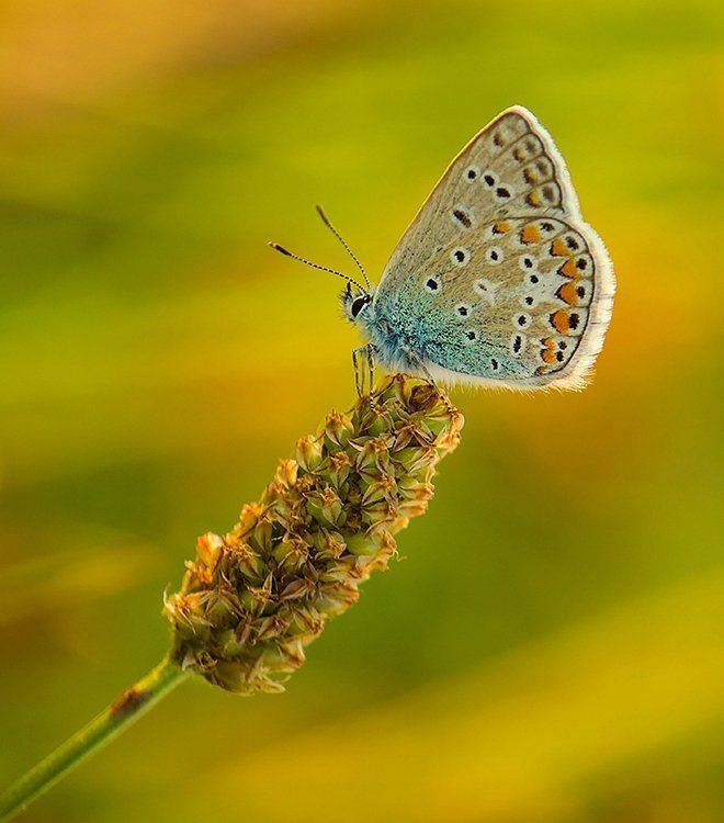 , Pawel Plucinski