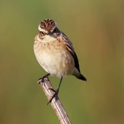 Whinchat.