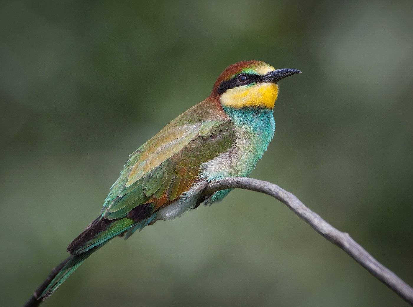 , Андрей Канышев