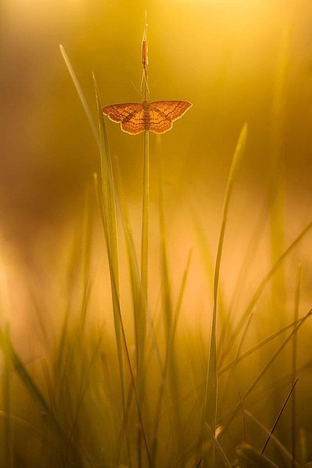 , Gabriel Prescornita