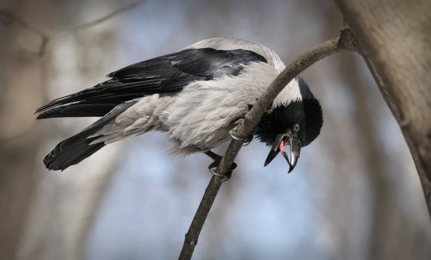 , Зоя Лаптева