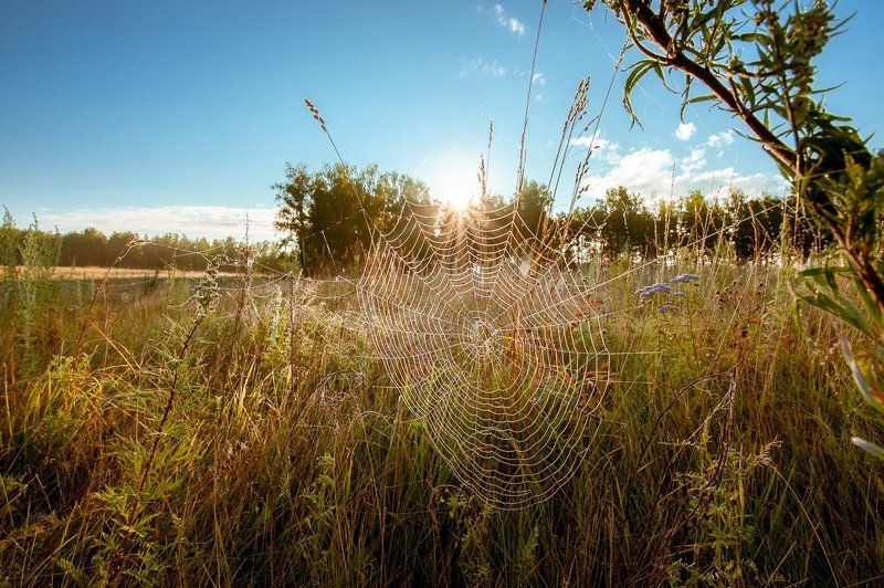 О солнце, попавшем в ловушку фото превью