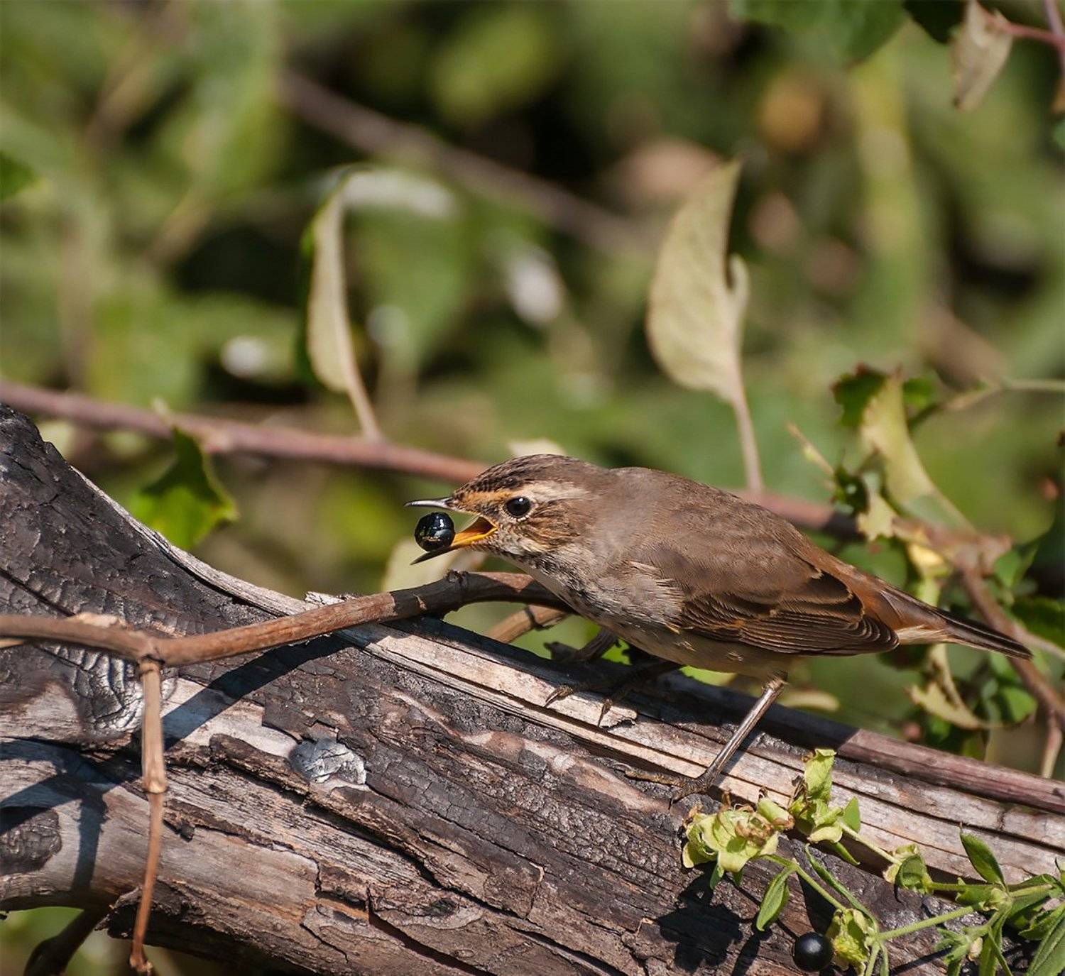 Дикая природа россии, Птицы, Славка, Фотоохота, Анатолий Зверев