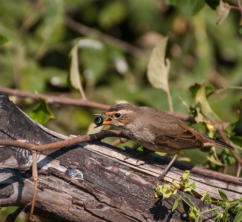 А вот и ягогдка