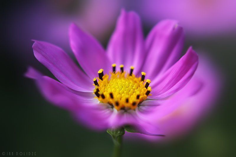 flowers, beautiful, macro, outdoor, nature, Flowers фото превью