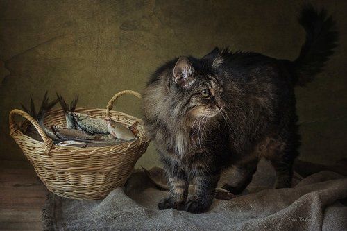 Кот рыболов