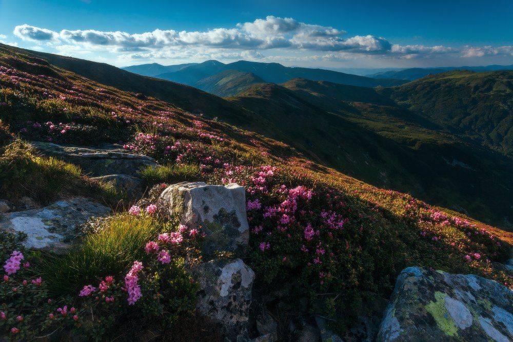 , Ярослав Тюрменко (Jaremi)