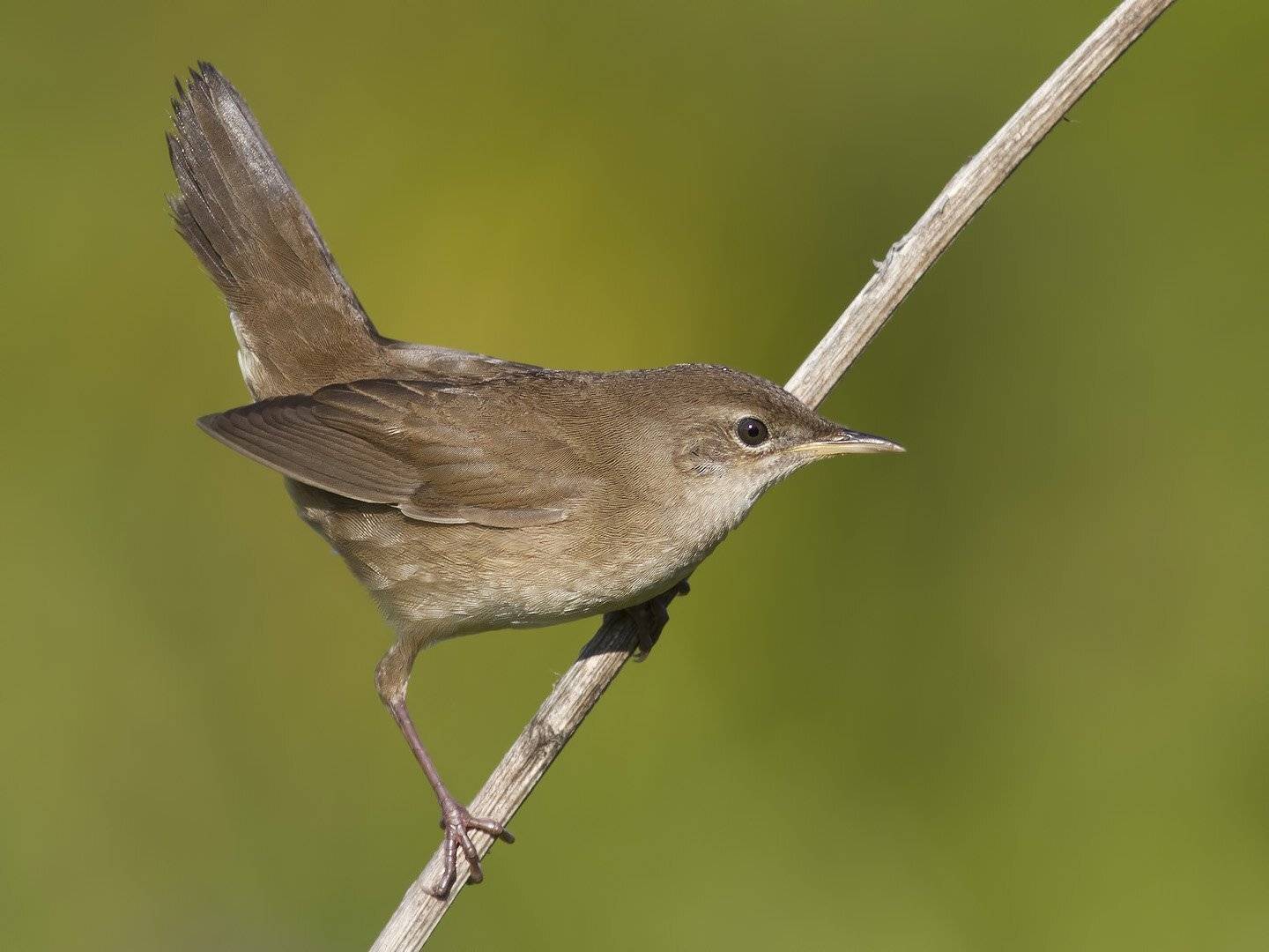 Соловьиный сверчок, Ляпустин Юра