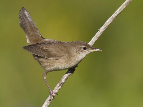 Savi's warbler.