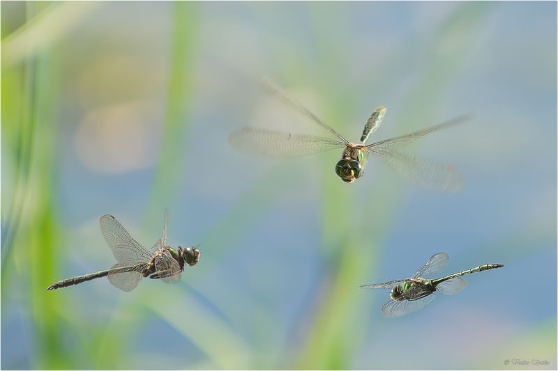 макро на троих фото превью