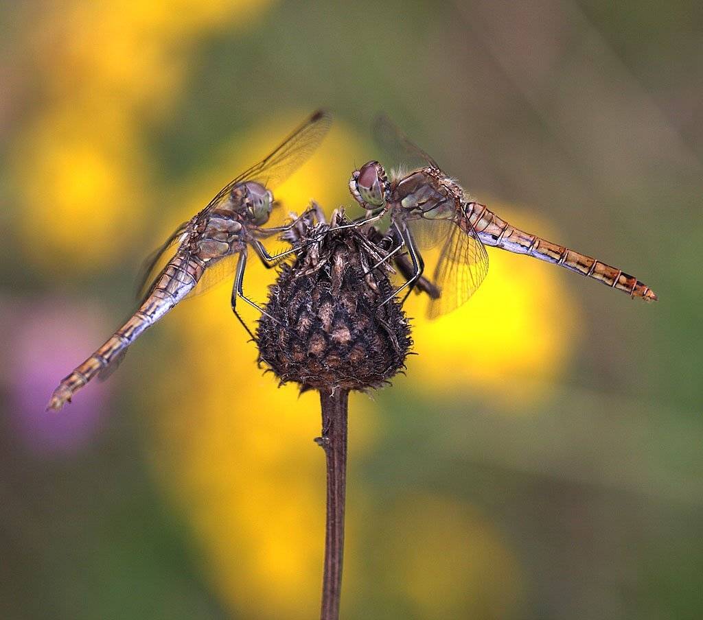 , Сергей Таланов