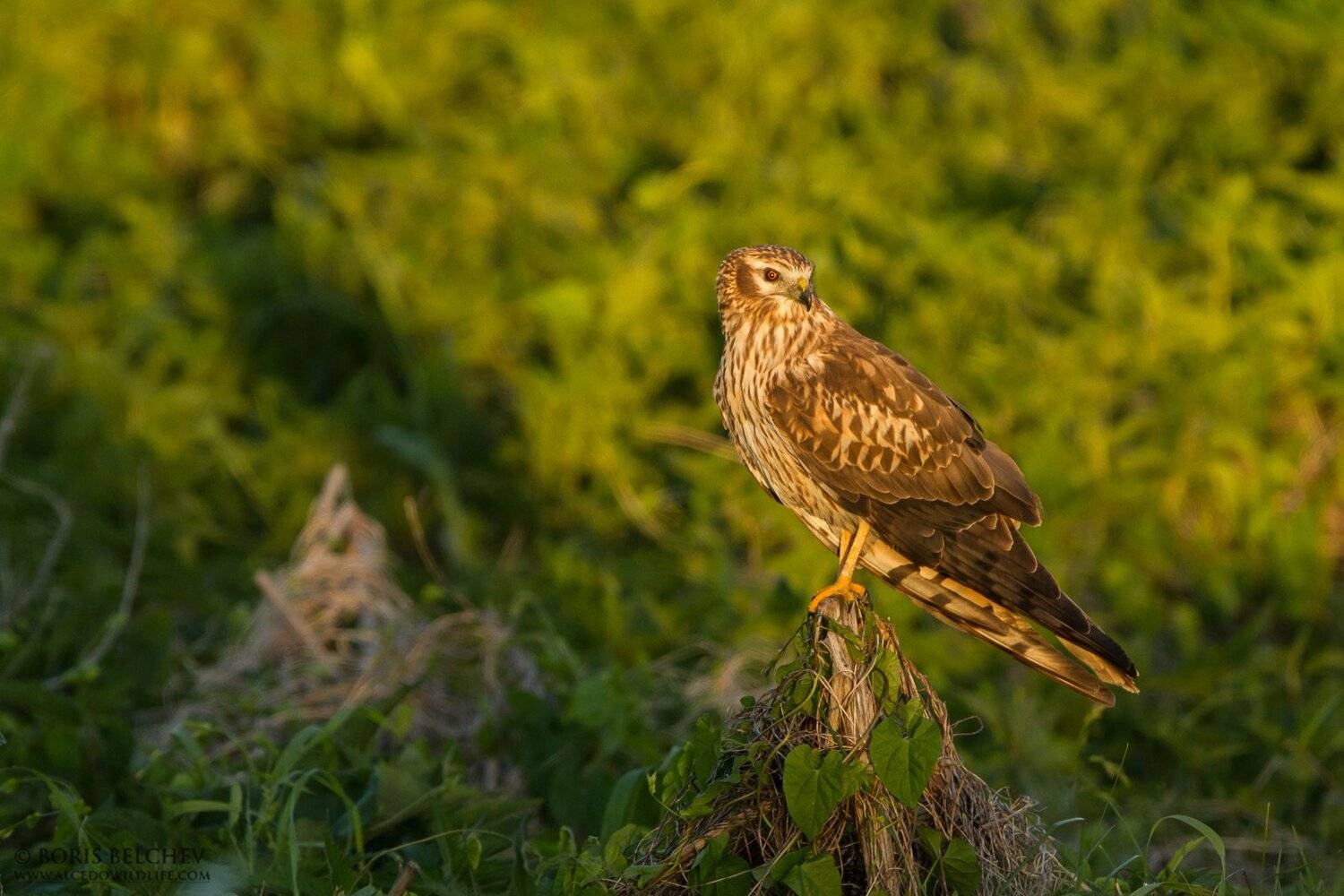 луговой лунь, circus pygargus, www.alcedowildlife.com, борис белчев, фотоохота, природа, Борис Белчев