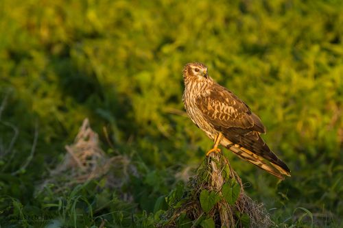 Луговой лунь (лат. Circus pygargus) самка