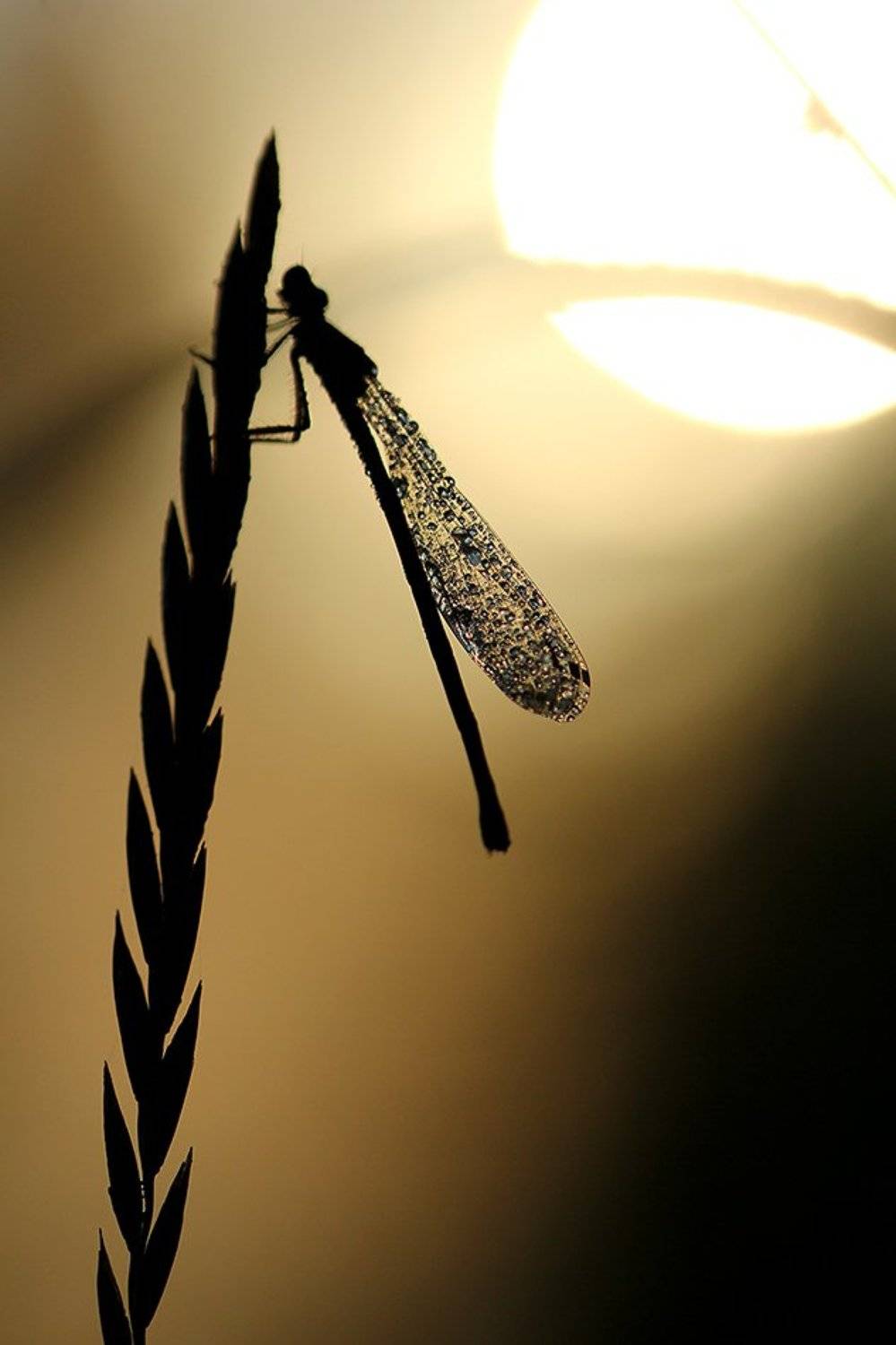 , Иваненко Светлана