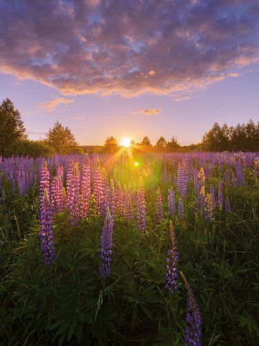 В вечерних лучах
