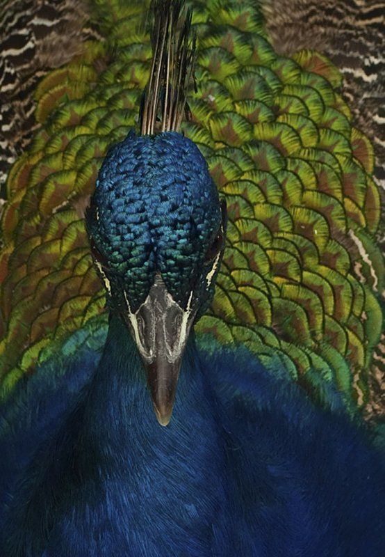 Peacock blue фото превью