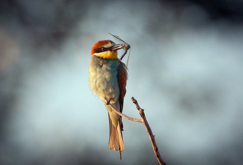 Золотистая щурка(лат. Merops apiaster) фото превью