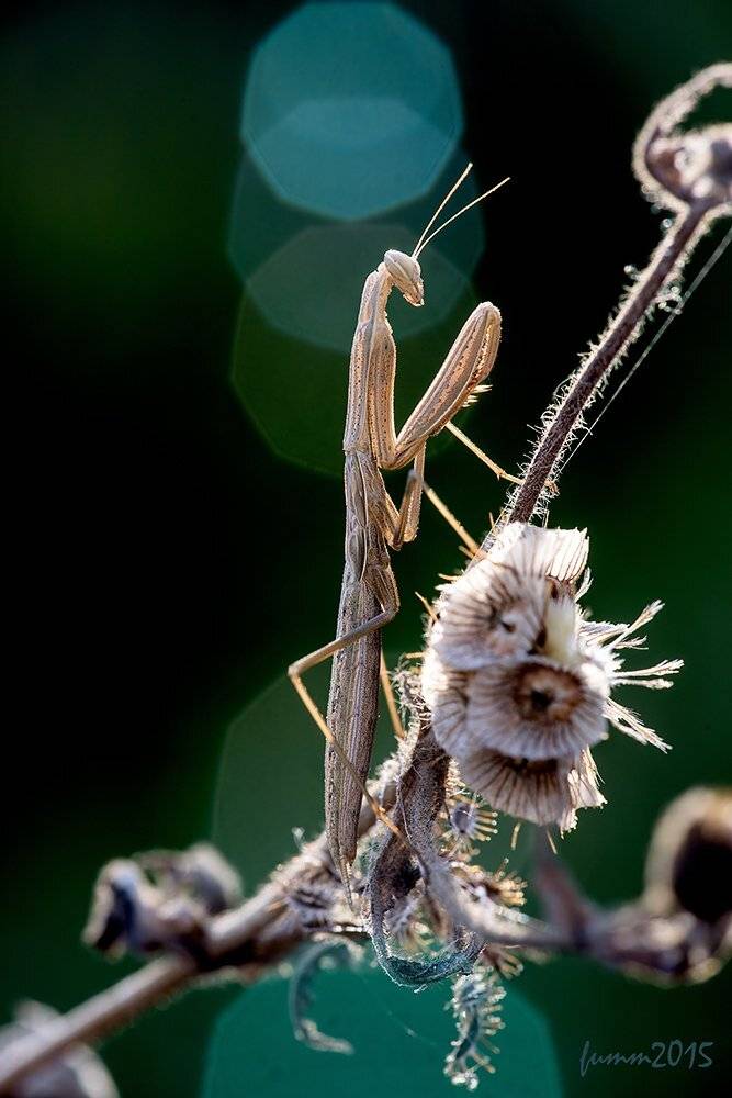 , Игорь ФУММ