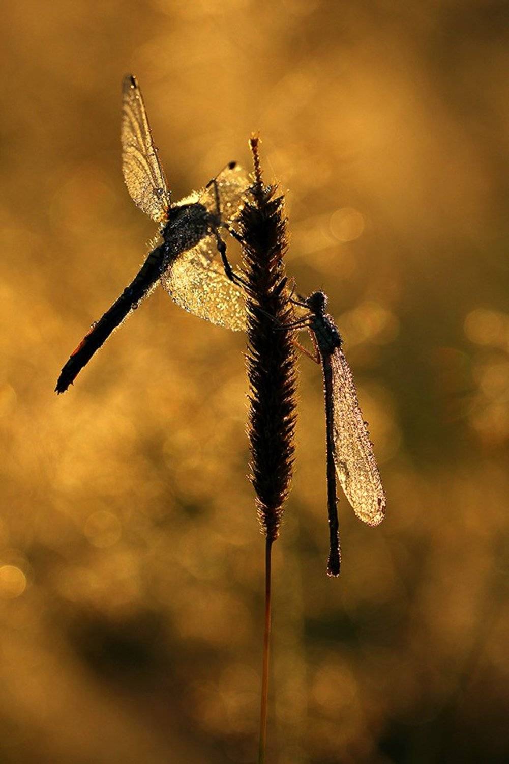 , Иваненко Светлана