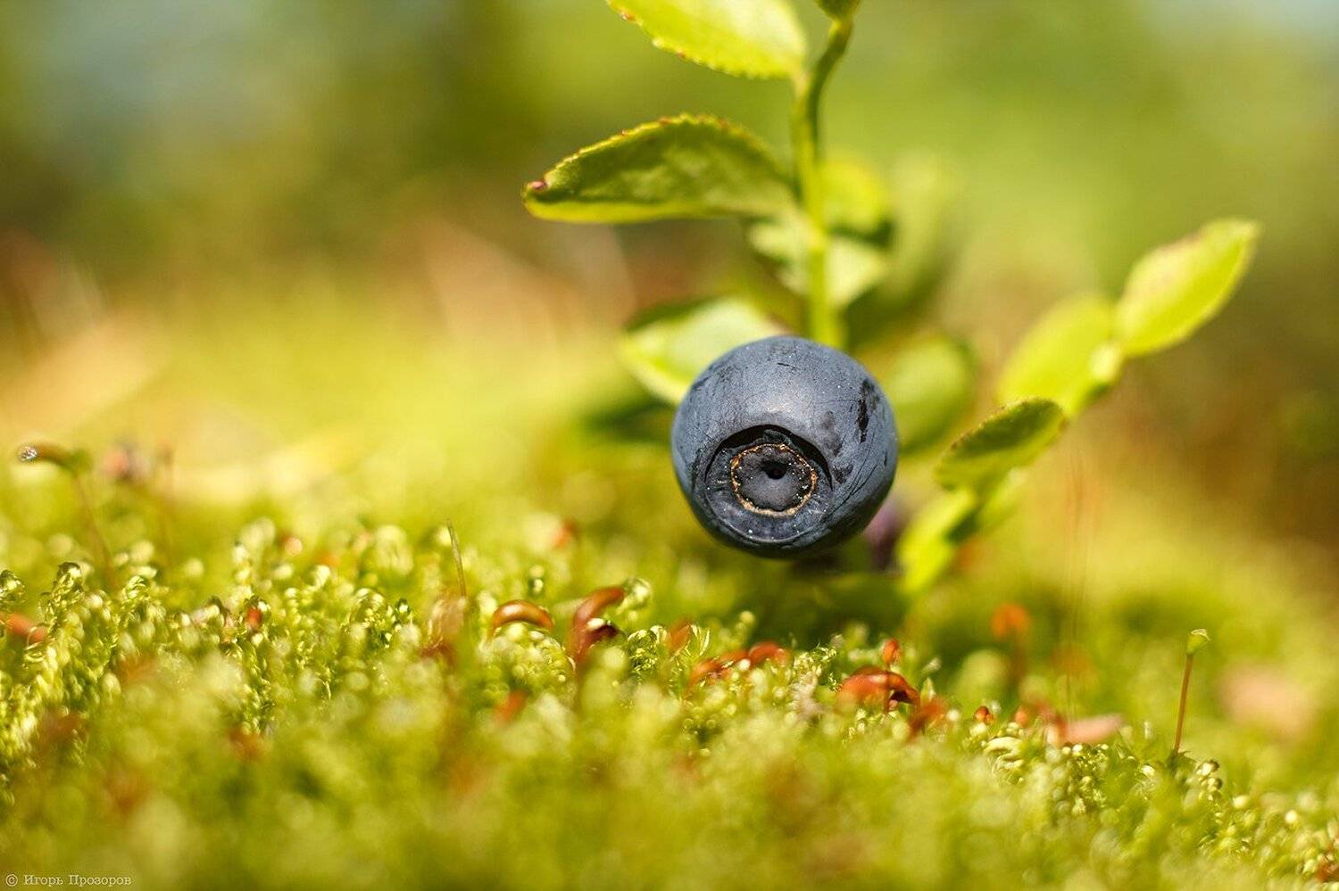 ягоды, макросъемка, макро, кольский полуостров, черника, canon, Игорь Прозоров