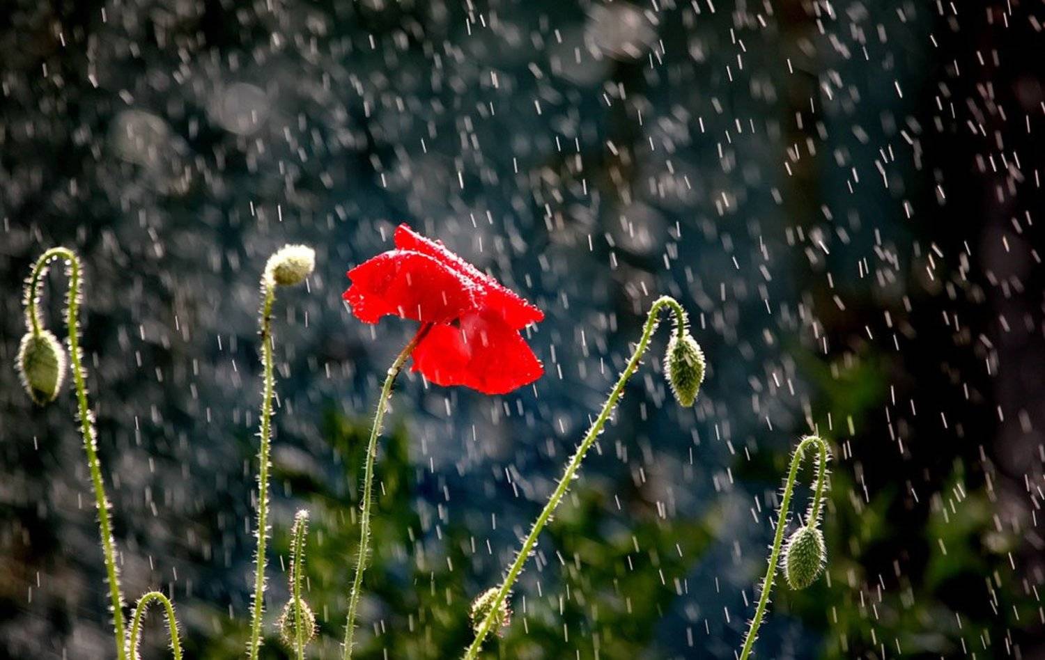 , Юрий Савинский