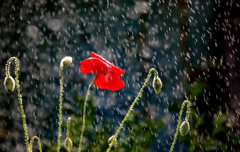 Слепой дождь фото превью