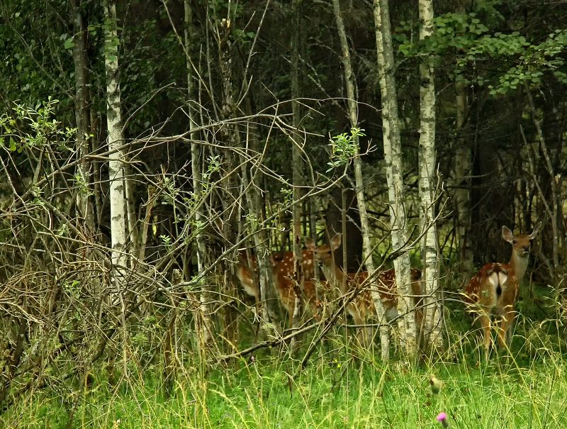 олени, олень, лес, трава, животные, пятнистый Олени в лесу фото превью