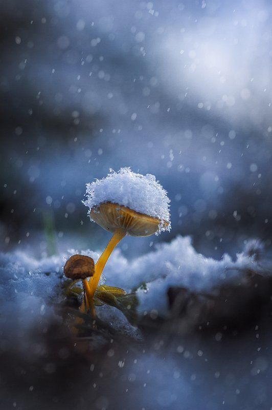 Подснежники фото превью