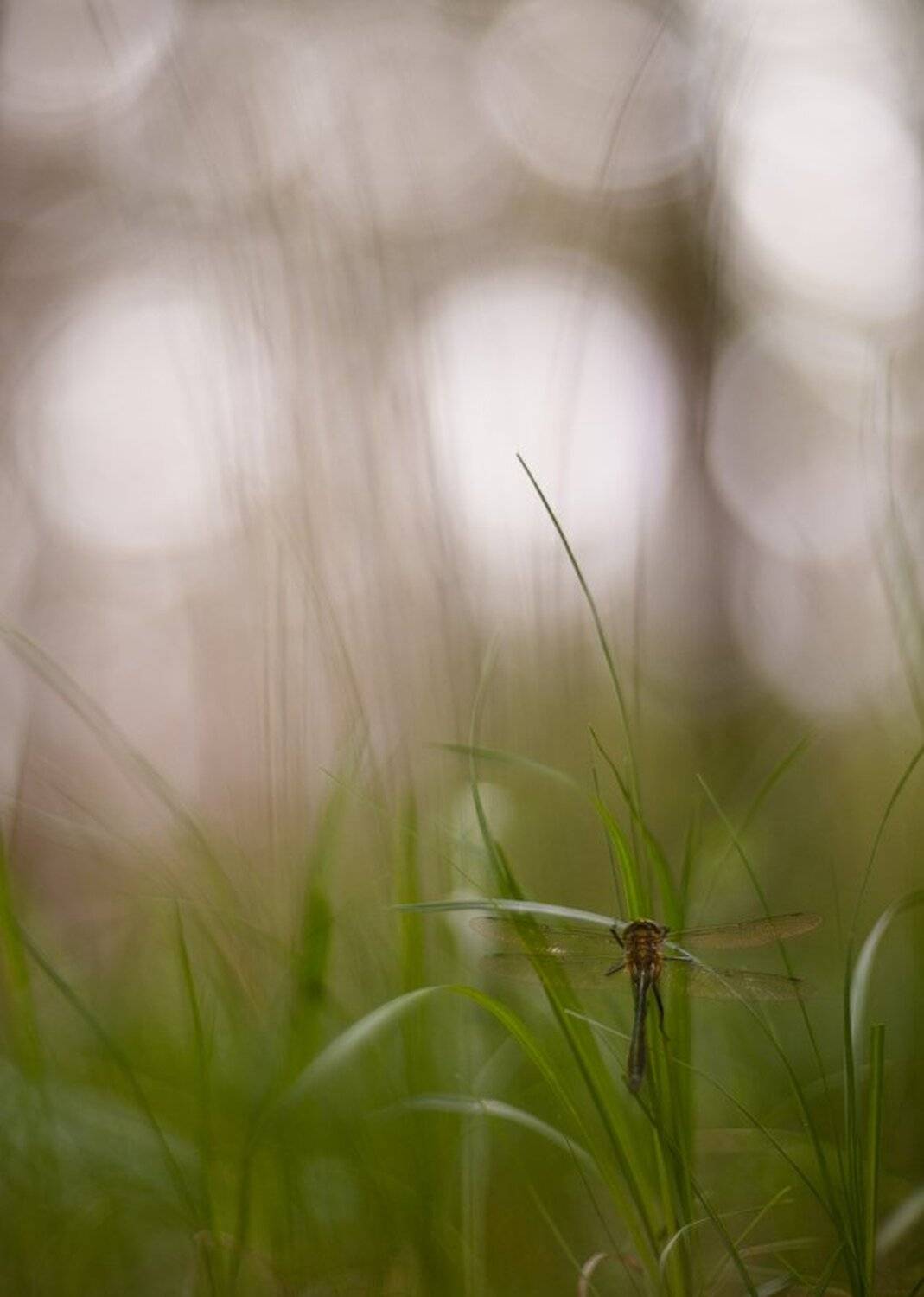 Воронеж, Май, Макро, Мультик, Свет, Стрекоза, Травы, Геннадий Мещеряков