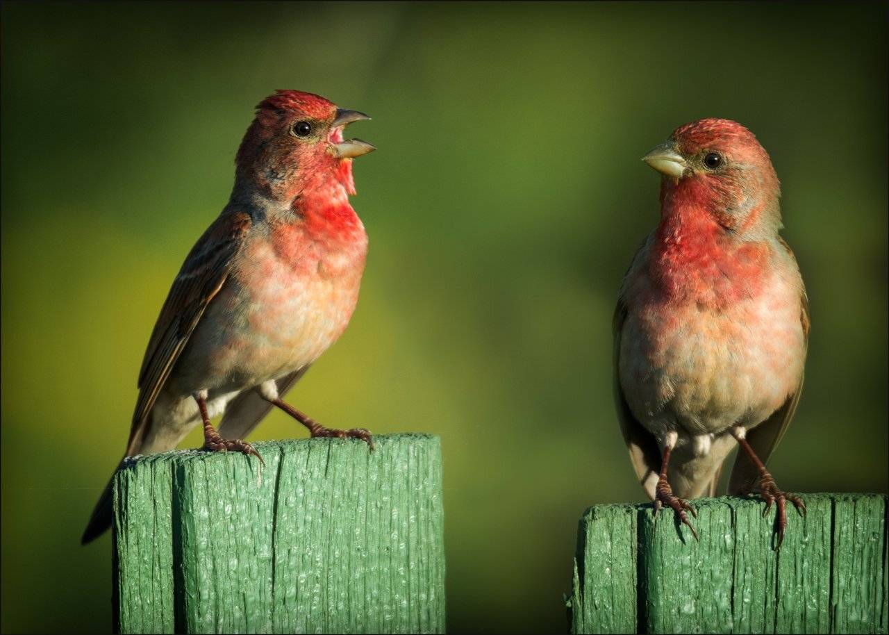 , Валерий Субачев