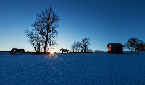 Ночной дозор