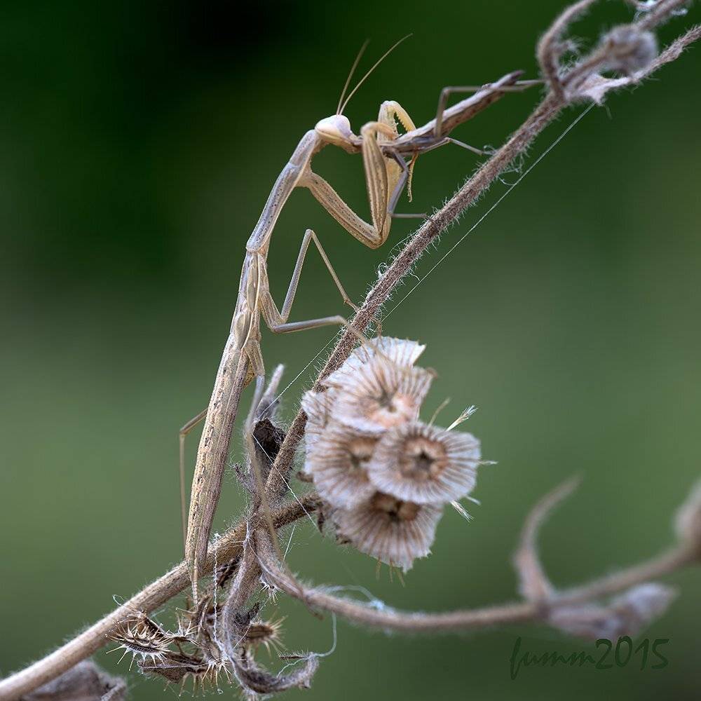 , Игорь ФУММ