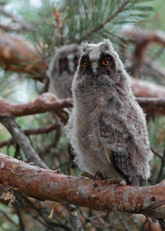 шесть совят фото превью