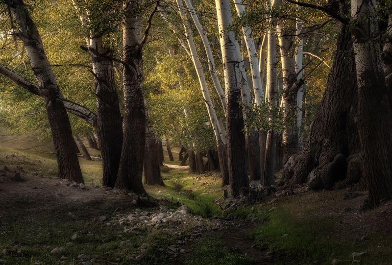 Дом лесных эльфов фото превью