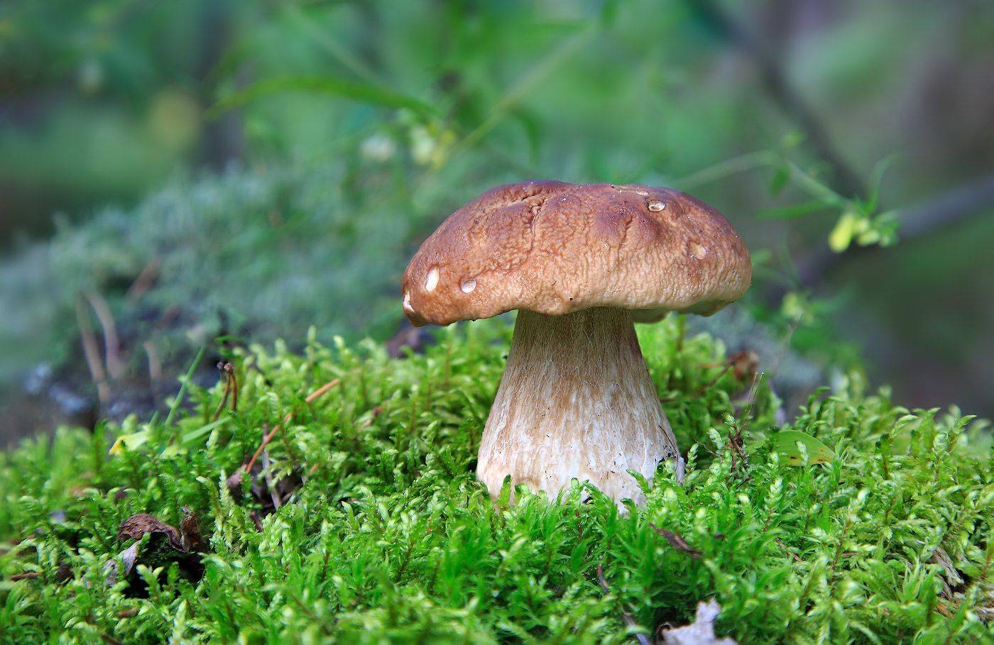гриб, белый, мох, лето, июль, Борис Новиков