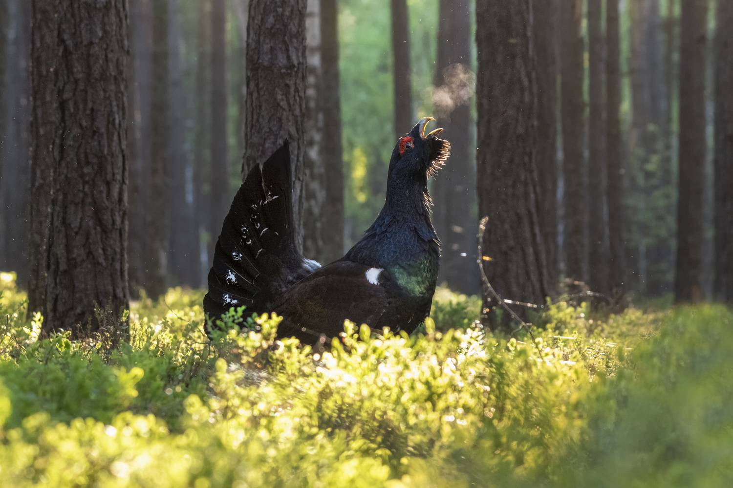 глухарь , Валерия Трейтяк