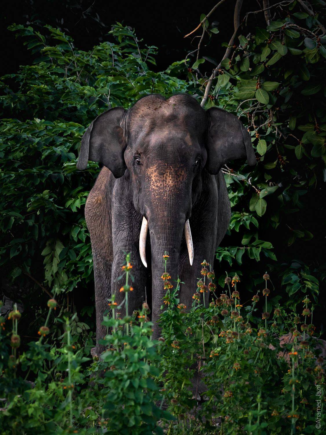 wildlife, nature, srilanka, , jazif, , ahamedjazif,  Ahamed Jazif