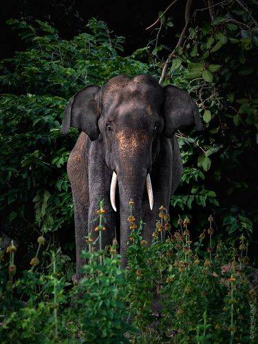 Wild beauty
