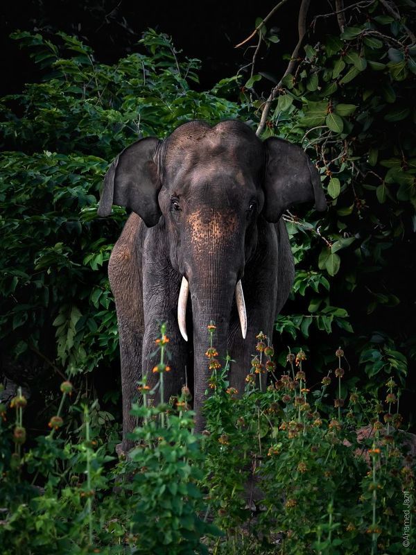 wildlife, nature, srilanka, , jazif, , ahamedjazif Wild beauty фото превью