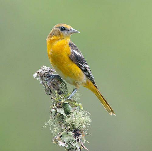 Baltimore Oriole - Балтиморская Иволга