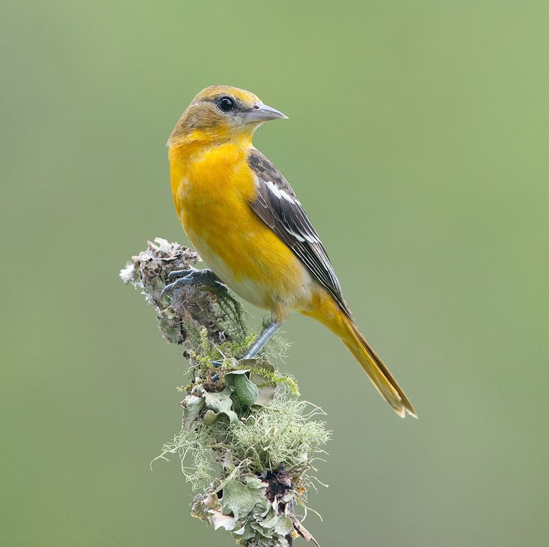 трупиал, baltimore oriole, oriole, весна Baltimore Oriole - Балтиморская Иволга фото превью
