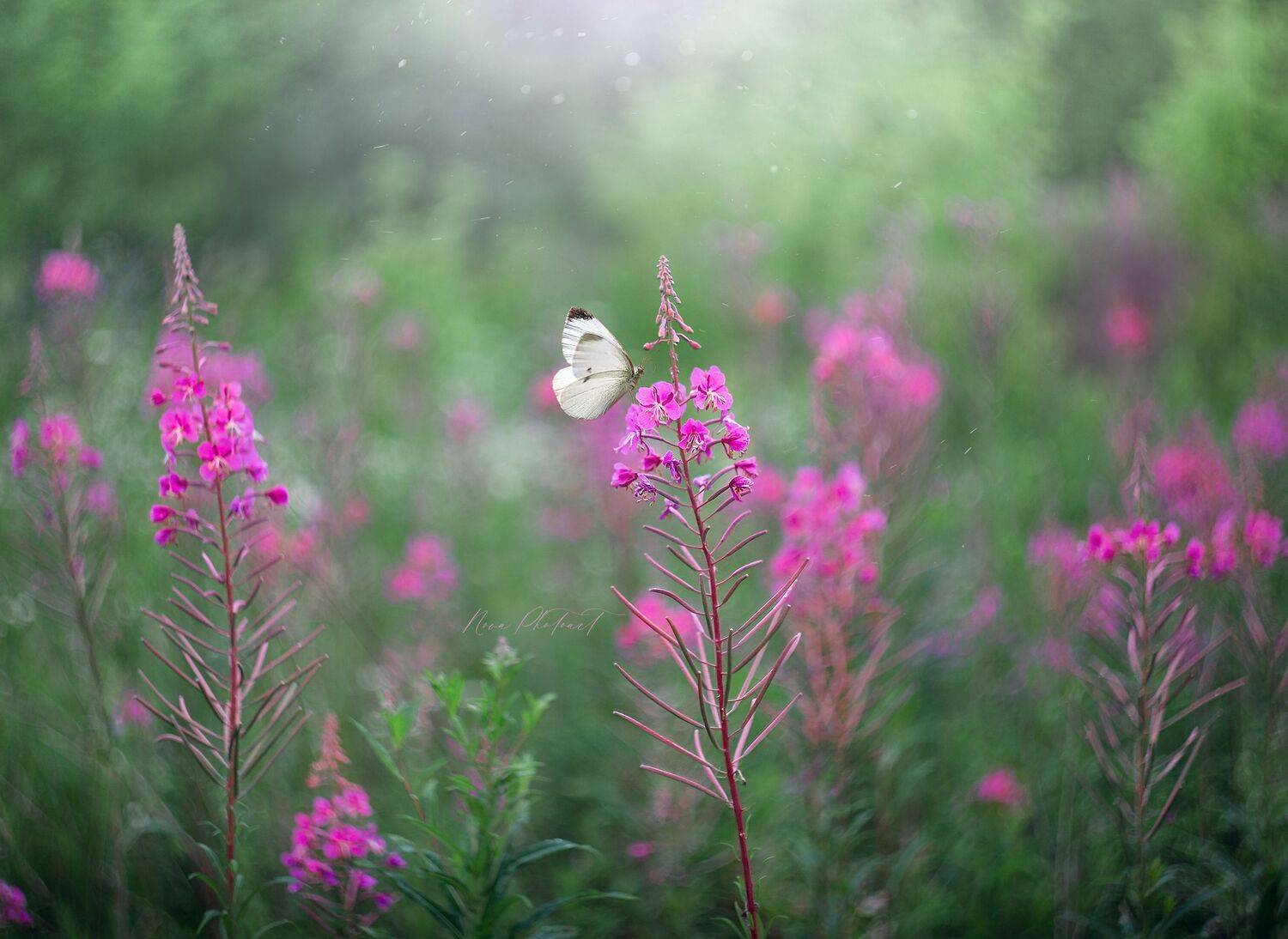 природа, луг, цветы, кипрей, бабочка, Svetlana Smirnova