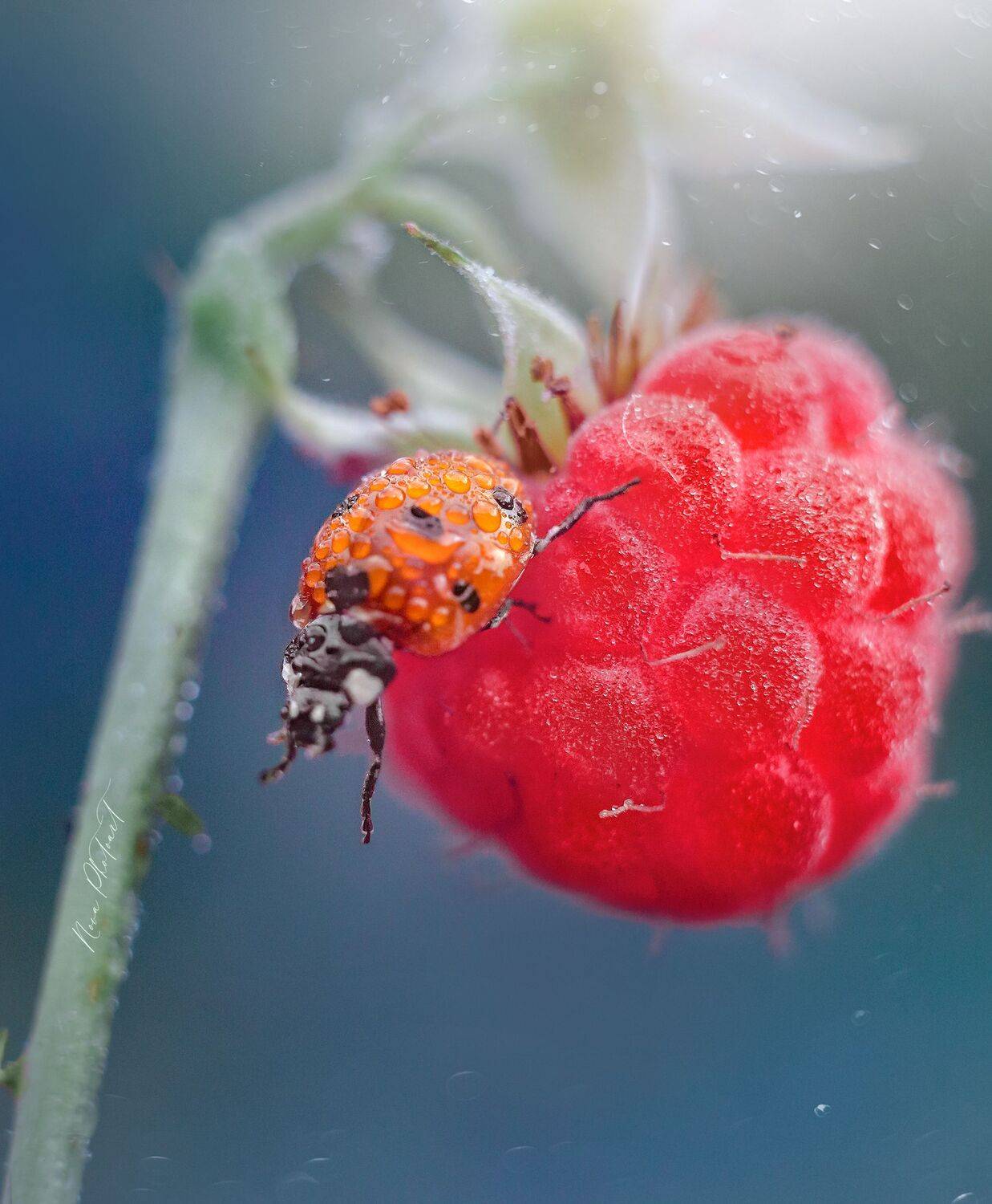 макро, макрофото, макрофотография, макросъёмка, божья коровка, малина, Svetlana Smirnova